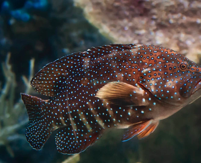 Aquarium of the Pacific Tickets - Image 2 of 5