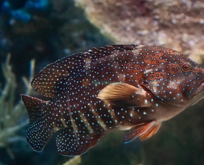 Entradas para el Acuario del Pacífico - Imagen 2 de 5