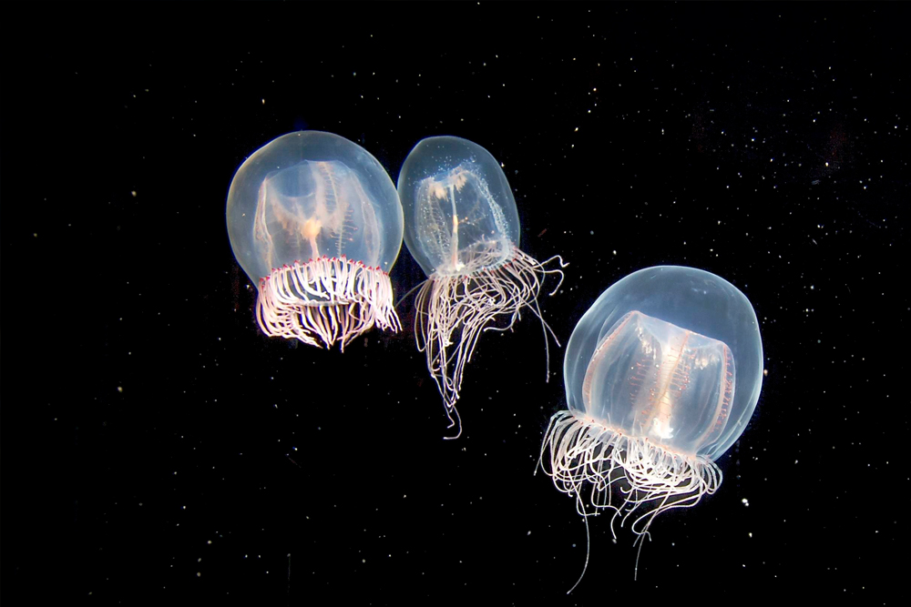 Tickets für das Aquarium des Pazifiks - Bild 3 von 5