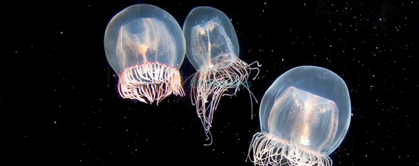 Entradas para el Acuario del Pacífico - Imagen 3 de 5