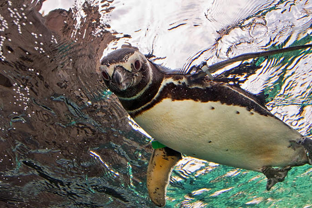 Aquarium of the Pacific Tickets - Book your Aquarium of the Pacific tickets and dive into a world of marine wonders in Long Beach. Explore vibrant coral reefs, playful sea otters, and majestic sharks, and enjoy interactive exhibits, a 4D cinema, and engaging shows for all ages. Don't miss this unforgettable experience. Aquarium of the Pacific Tickets - Image 4 of 5