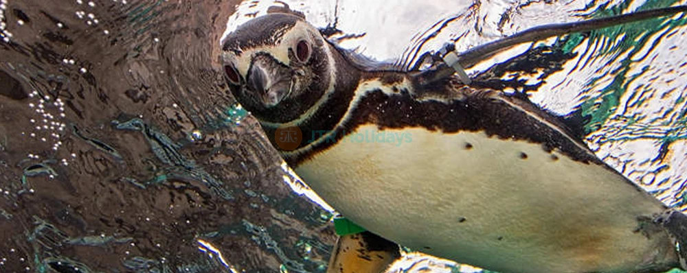 Aquarium of the Pacific Tickets - Image 4 of 5