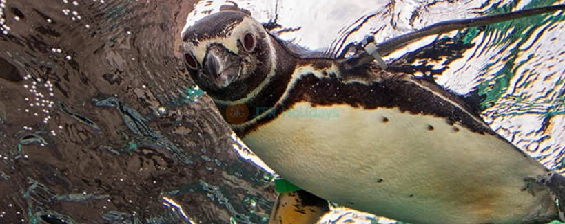 Entradas para el Acuario del Pacífico - Imagen 4 de 5