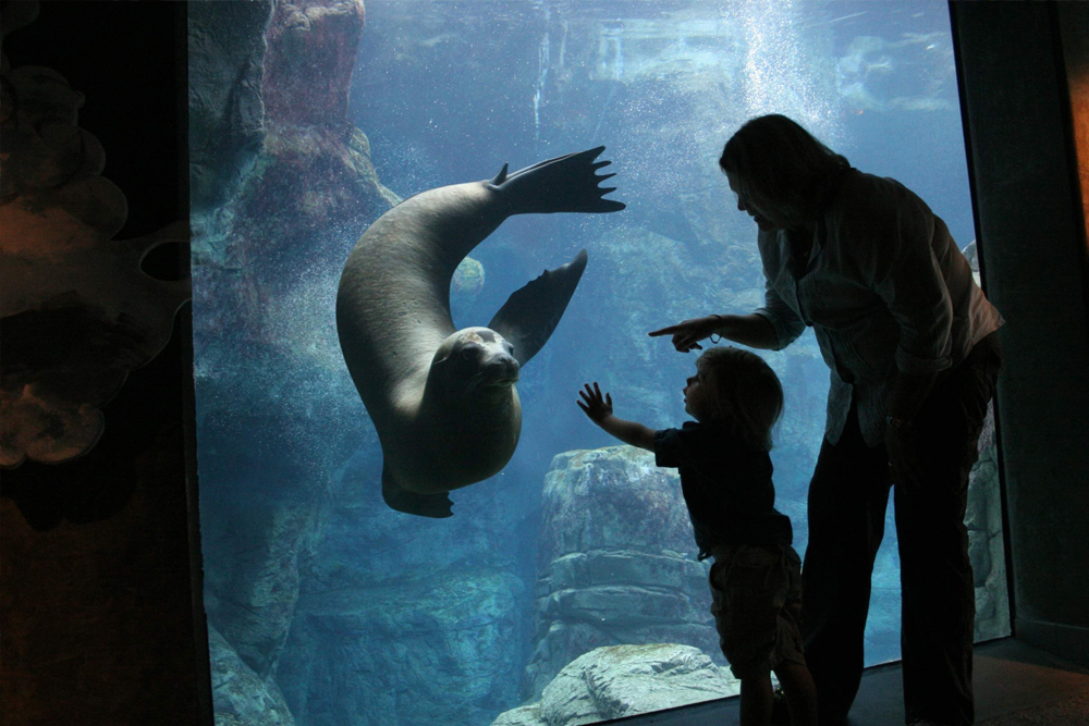Tickets für das Aquarium des Pazifiks - Image 5 of 7