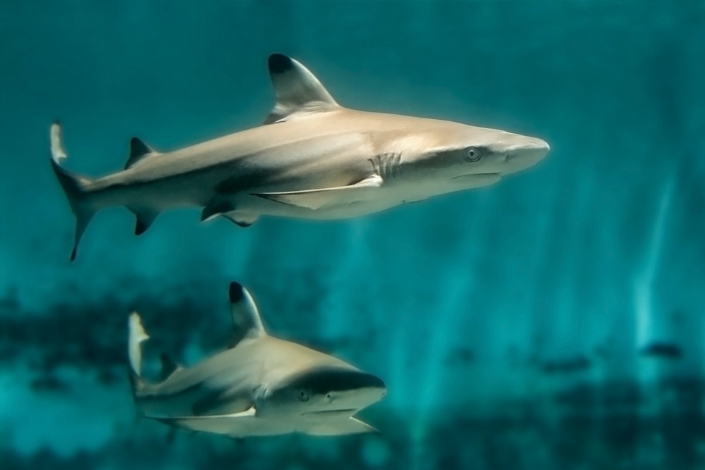 Tickets für das Aquarium des Pazifiks - Image 6 of 7