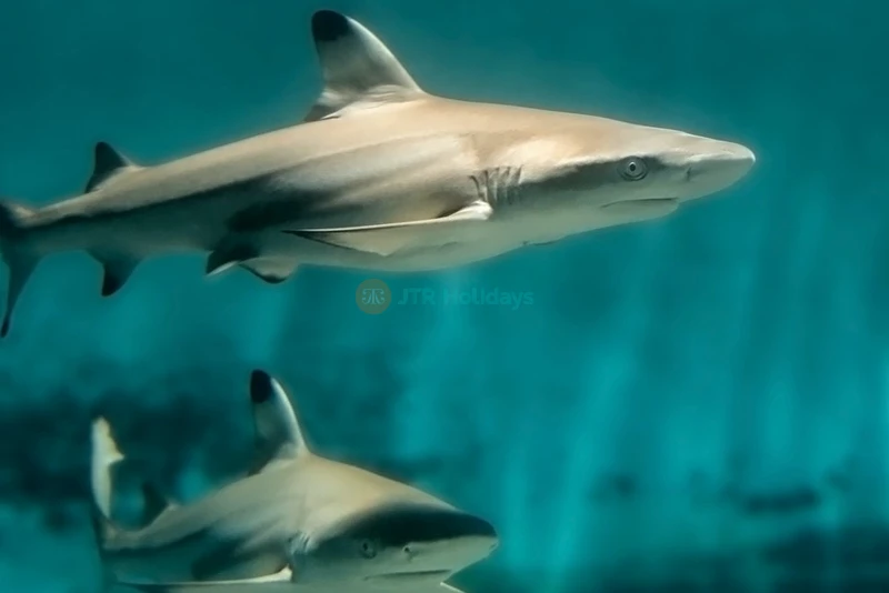 Aquarium of the Pacific Tickets - Image 6 of 7