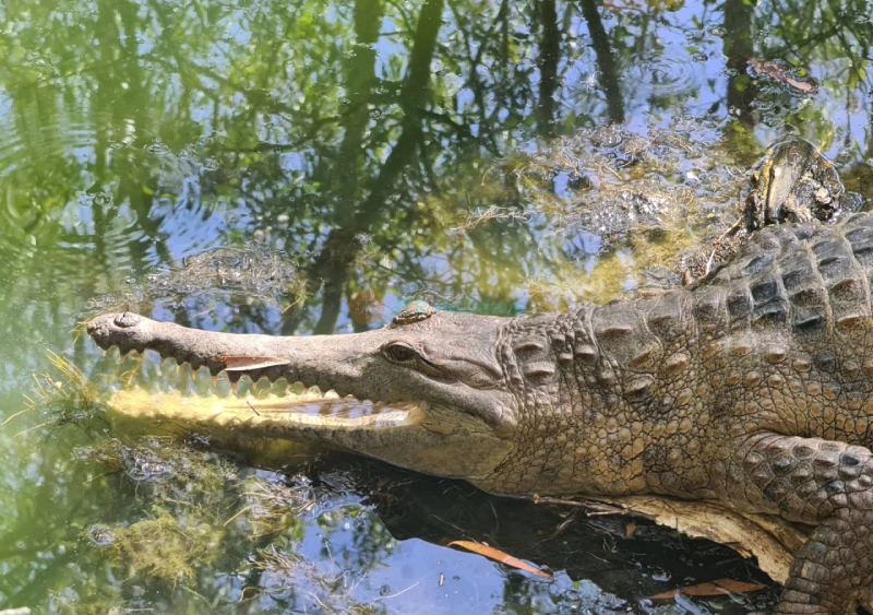 Hartley's Crocodile Adventures