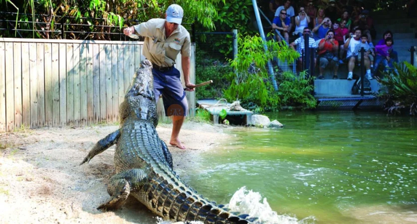Hartley's Crocodile Adventures - Encounter Crocs & Wildlife in Cairns - JTR Holidays