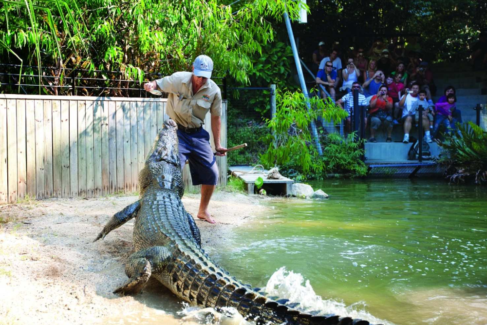 Hartley's Crocodile Adventures - Visit Hartley's Crocodile Adventures, one of North Queensland’s top attractions. At Hartley's Crocodile Adventures, you can get up close with crocodiles and learn about their conservation. Discover exciting wildlife experiences and see new animal displays at Hartley's Crocodile Adventures. Hartley's Crocodile Adventures also offers educational tours, showing how the park helps protect crocodiles and other animals. Don’t miss the chance to explore Hartley's Crocodile Adventures, where adventure and learning meet! Hartley's Crocodile Adventures - Image 1 of 5