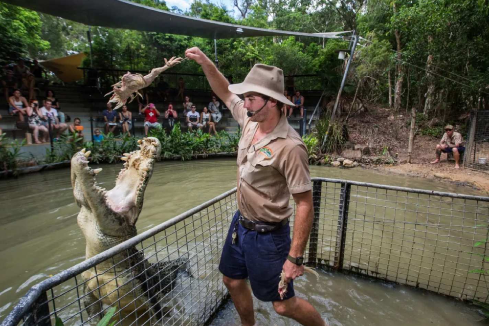 Hartleys Krokodilabenteuer - Besuchen Sie Hartley's Crocodile Adventures, eine der Top-Attraktionen in Nord-Queensland. Bei Hartley's Crocodile Adventures können Sie Krokodilen ganz nahekommen und mehr über deren Schutz erfahren. Entdecken Sie spannende Wildtiererlebnisse und neue Tiervorführungen bei Hartley's Crocodile Adventures. Hartley's Crocodile Adventures bietet auch pädagogische Touren an, die zeigen, wie der Park Krokodile und andere Tiere schützt. Verpassen Sie nicht die Gelegenheit, Hartley's Crocodile Adventures zu erkunden, wo Abenteuer und Lernen aufeinandertreffen! Hartleys Krokodilabenteuer - Bild 3 von 5