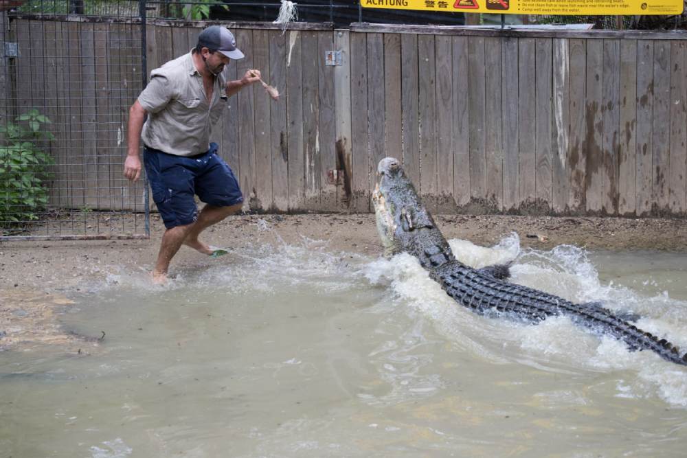Hartley's Crocodile Adventures - Image 5 of 8