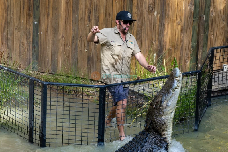 Hartley's Crocodile Adventures - Encounter Crocs & Wildlife in Cairns - JTR Holidays - Image 8 of 8