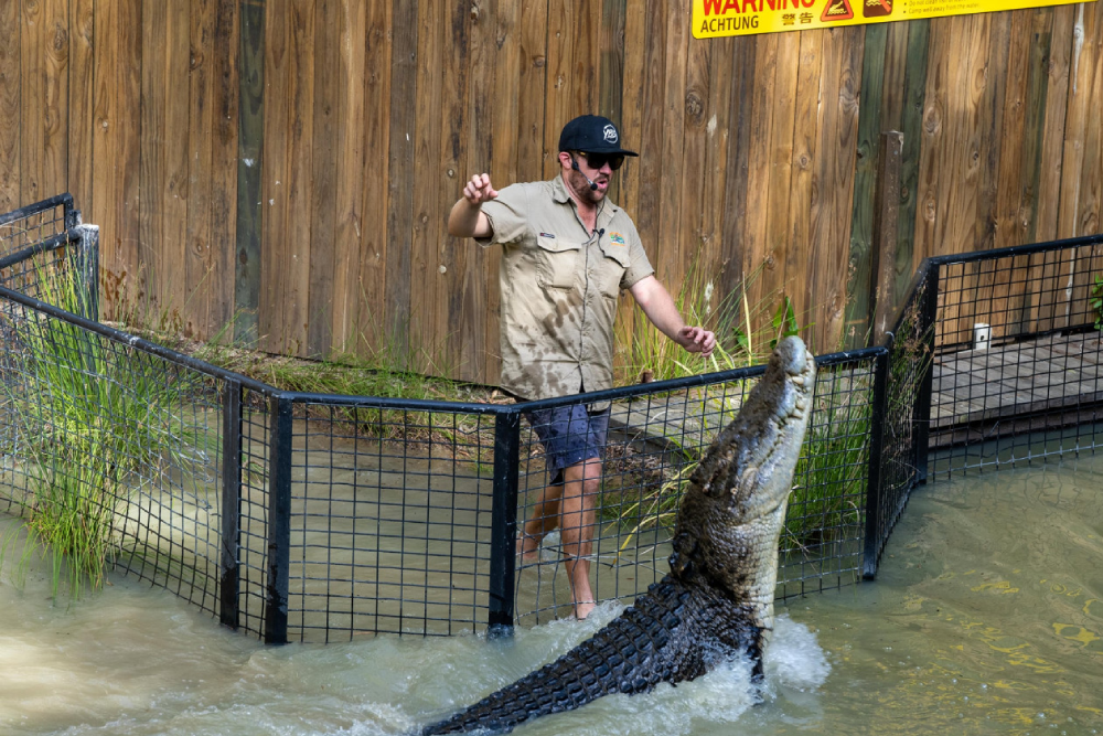 Hartley's Crocodile Adventures - Image 8 of 8