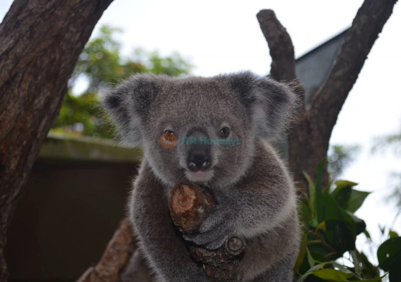 Biglietto Kuranda Koala Gardens