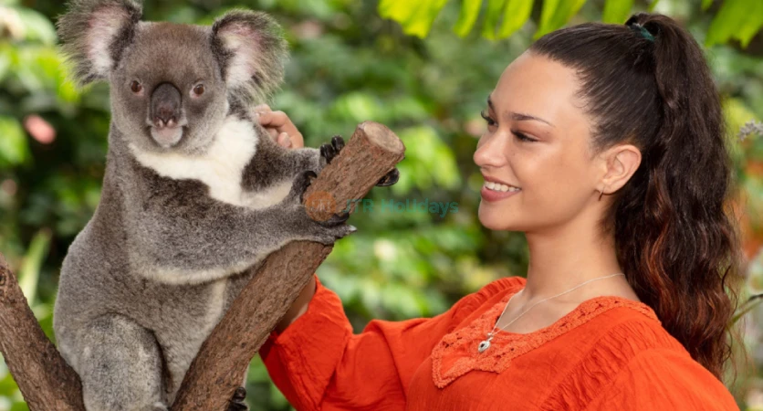 Kuranda Koala Gardens - Meet Koalas & Native Australian Wildlife - JTR Holidays