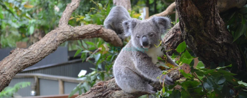 Kuranda Koala Gardens Ticket - Image 3 of 5