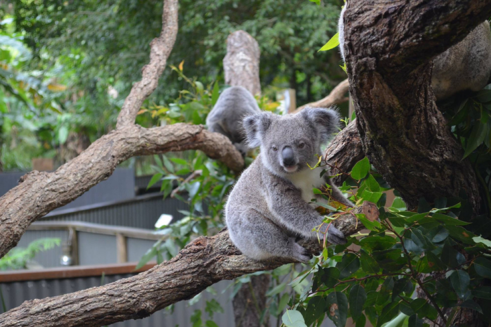 Kuranda Koala Gardens Ticket - Image 3 of 6