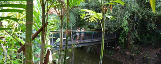 Kuranda Koala Gardens - Meet Koalas & Native Australian Wildlife - JTR Holidays