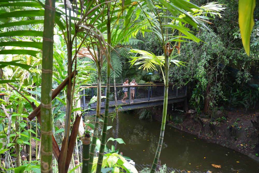 Kuranda Koala Gardens Ticket - Image 4 of 5