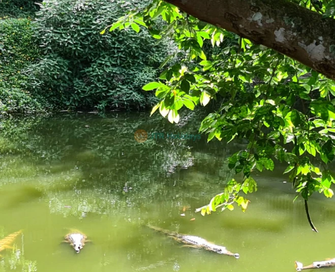 Kuranda Koala Gardens Ticket - Image 2 of 5