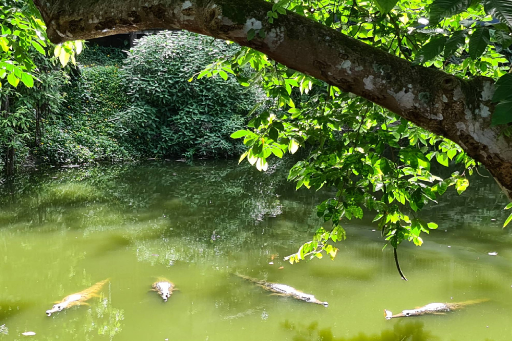 Kuranda Koala Gardens Ticket - Image 2 of 6