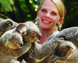 Kuranda Koala Gardens - Meet Koalas & Native Australian Wildlife - JTR Holidays