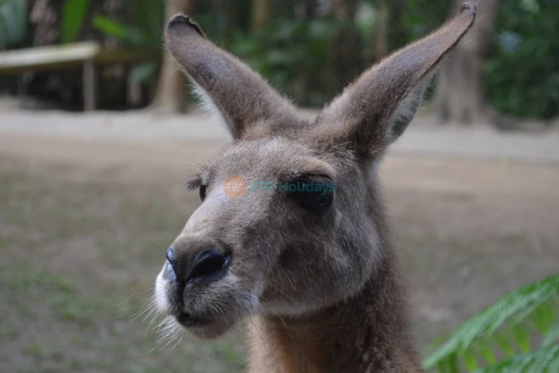 Kuranda Koala Gardens Ticket - Image 6 of 6