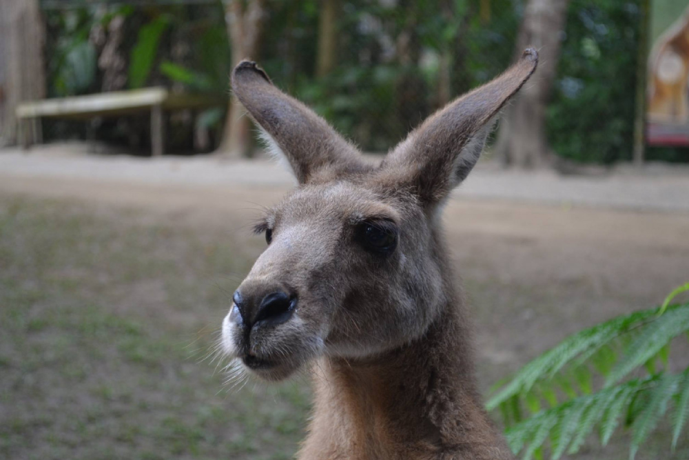 Kuranda Koala Gardens Ticket - Image 6 of 6