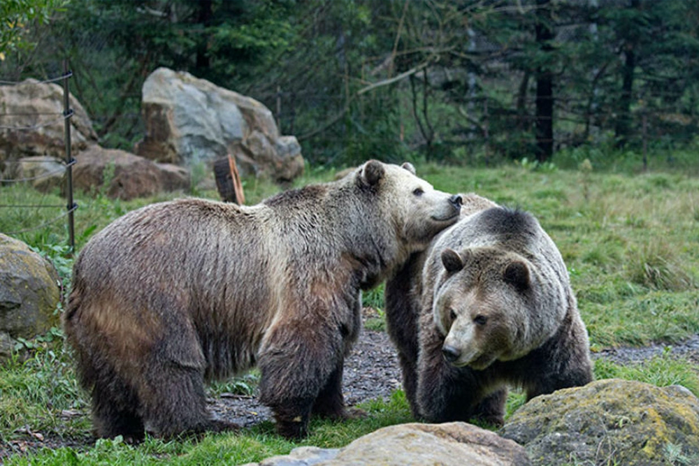 Billets pour le zoo de San Francisco - Image 2 sur 5