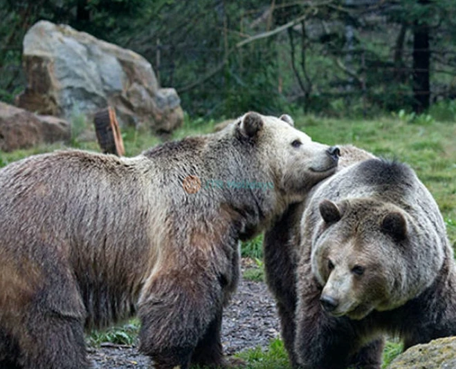 San Francisco Zoo Tickets - Image 2 of 5