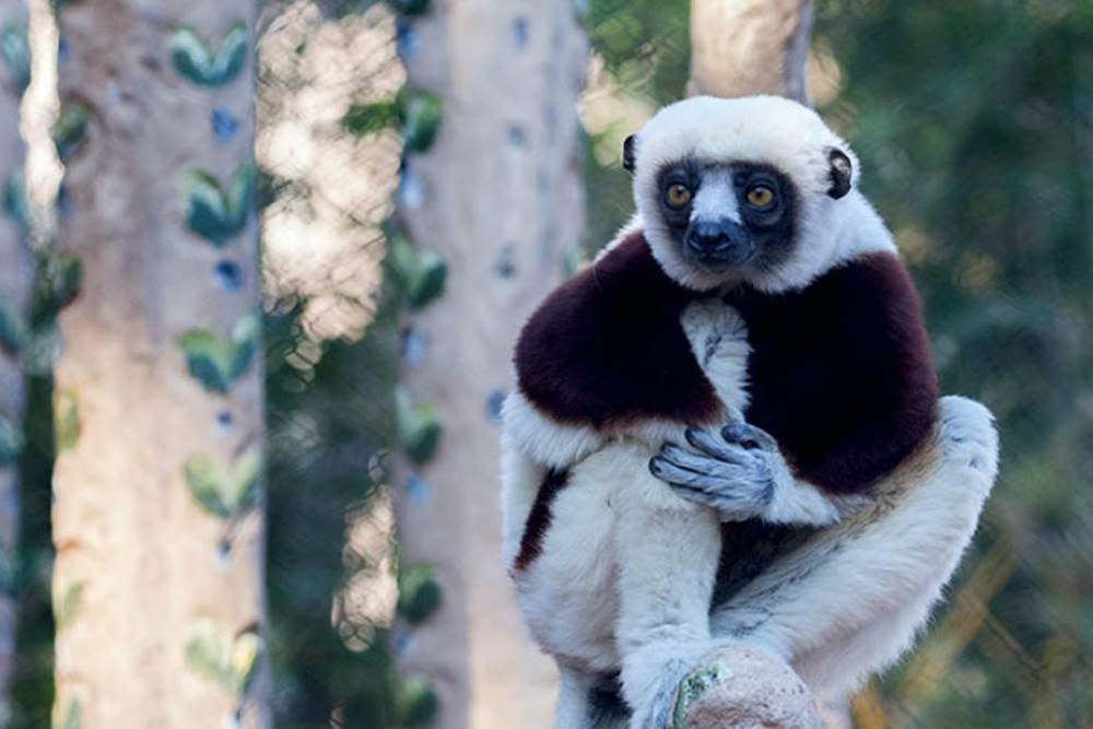 San Francisco Zoo Tickets - Image 3 of 10