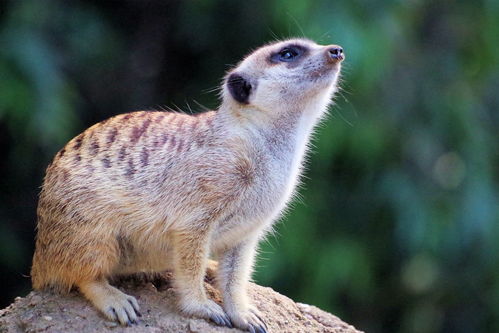 Billets pour le zoo de San Francisco - Image 5 sur 5