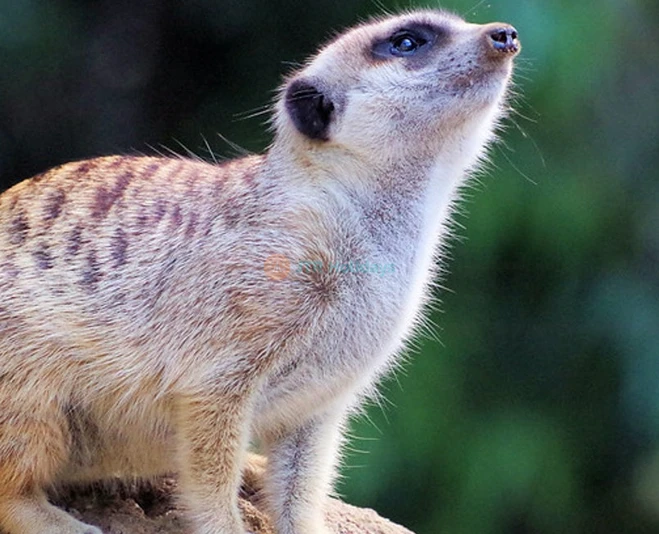 San Francisco Zoo Tickets - Image 5 of 5