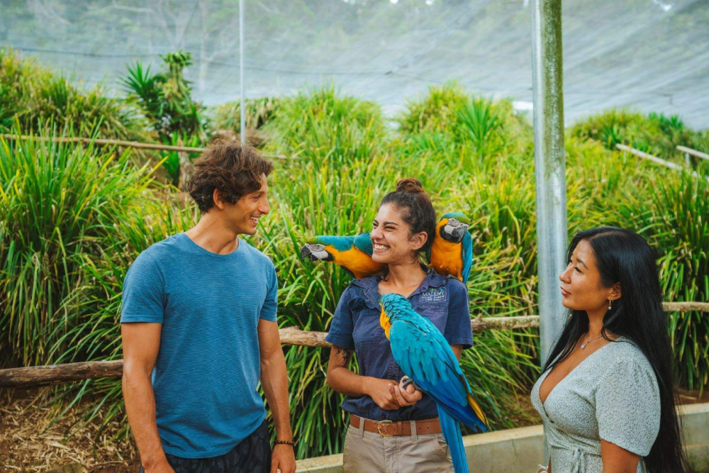 Maleny Botanic Gardens and Bird World - Image 5 of 5