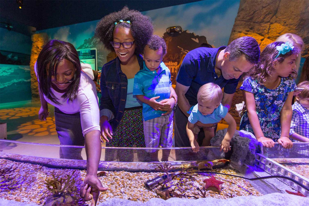 Acuario SEA LIFE Orlando - Visita el Acuario SEA LIFE Orlando para descubrir más de 5,000 criaturas marinas, incluyendo tiburones, tortugas y peces coloridos. Camina por túneles submarinos, disfruta de exhibiciones interactivas y aprende sobre la conservación oceánica. Perfecto para familias y amantes de la vida marina. Acuario SEA LIFE Orlando - Imagen 1 de 5