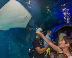 SEA LIFE Orlando Aquarium: Explore Ocean Wonders & Marine Life - JTR Holidays