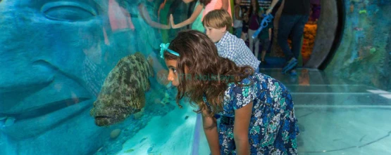 SEA LIFE Orlando Aquarium: Explore Ocean Wonders & Marine Life - JTR Holidays