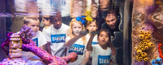 SEA LIFE Orlando Aquarium: Explore Ocean Wonders & Marine Life - JTR Holidays