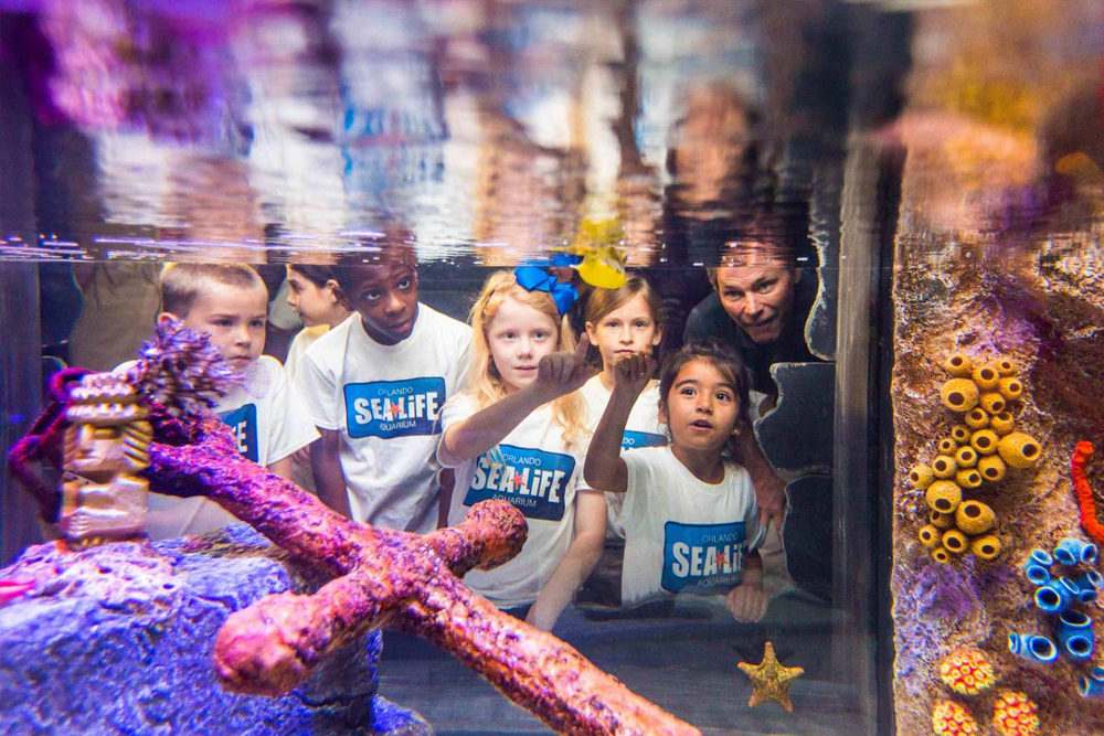 Acuario SEA LIFE Orlando - Imagen 4 de 5