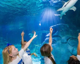 SEA LIFE Orlando Aquarium: Explore Ocean Wonders & Marine Life - JTR Holidays