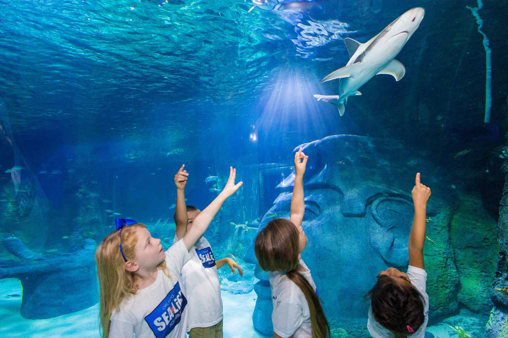 Acuario SEA LIFE Orlando - Visita el Acuario SEA LIFE Orlando para descubrir más de 5,000 criaturas marinas, incluyendo tiburones, tortugas y peces coloridos. Camina por túneles submarinos, disfruta de exhibiciones interactivas y aprende sobre la conservación oceánica. Perfecto para familias y amantes de la vida marina. Acuario SEA LIFE Orlando - Imagen 5 de 5