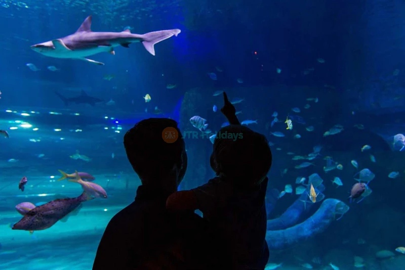 SEA LIFE Orlando Aquarium: Explore Ocean Wonders & Marine Life - JTR Holidays