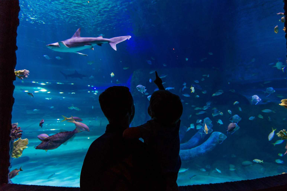 SEA LIFE 奥兰多水族馆 - Image 6 of 9