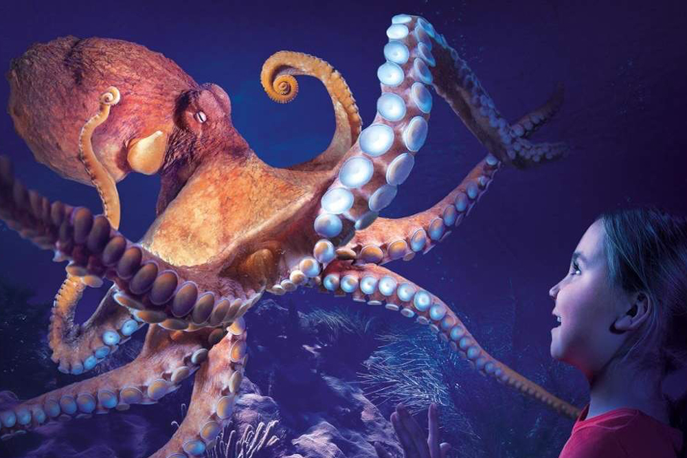 SEA LIFE 奥兰多水族馆 - Image 7 of 9