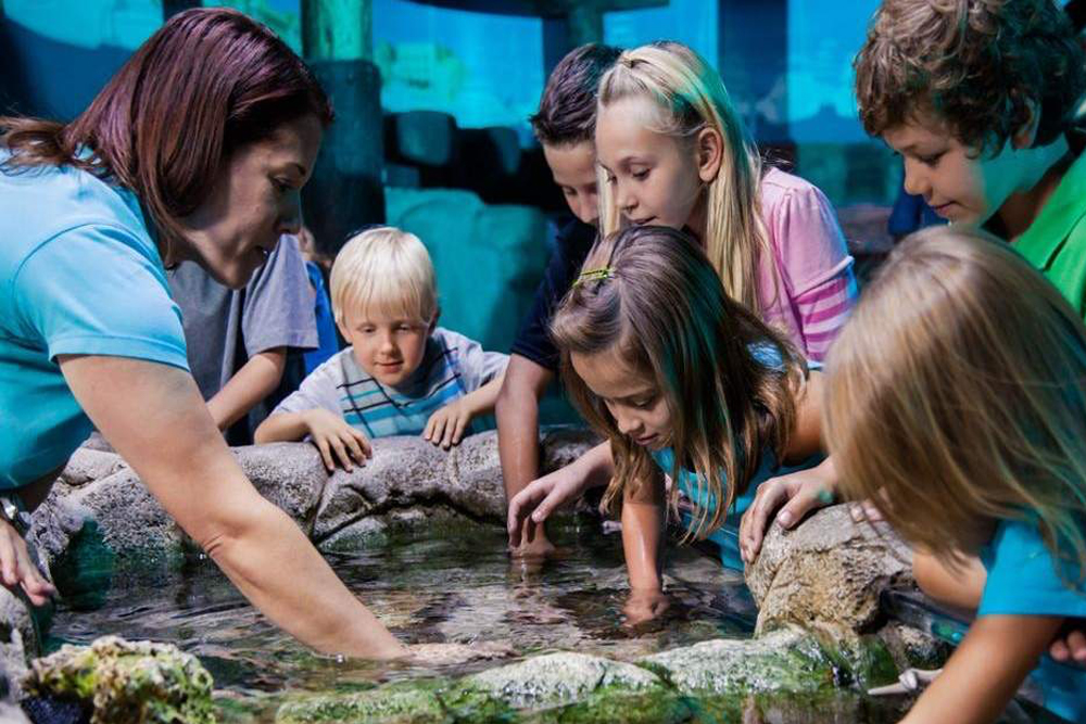 SEA LIFE 奥兰多水族馆 - Image 8 of 9
