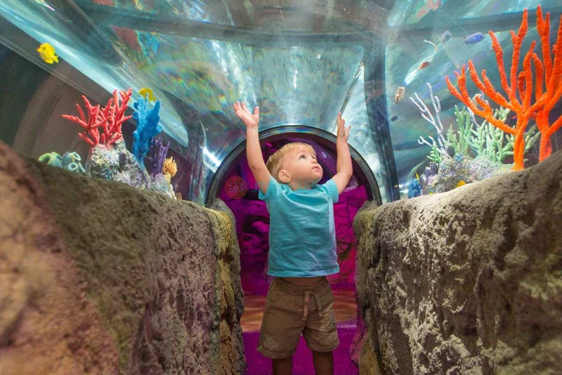 SEA LIFE Orlando Aquarium: Explore Ocean Wonders & Marine Life - JTR Holidays