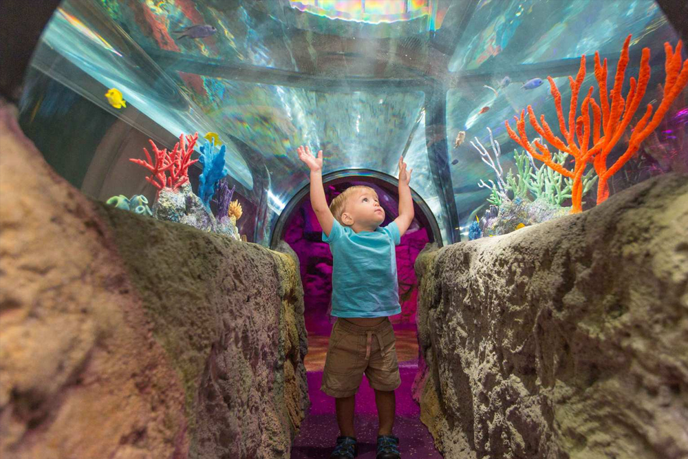 SEA LIFE 奥兰多水族馆 - Image 9 of 9