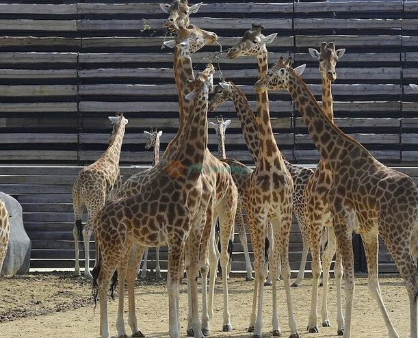 Parque Zoológico de París - Imagen 2 de 5