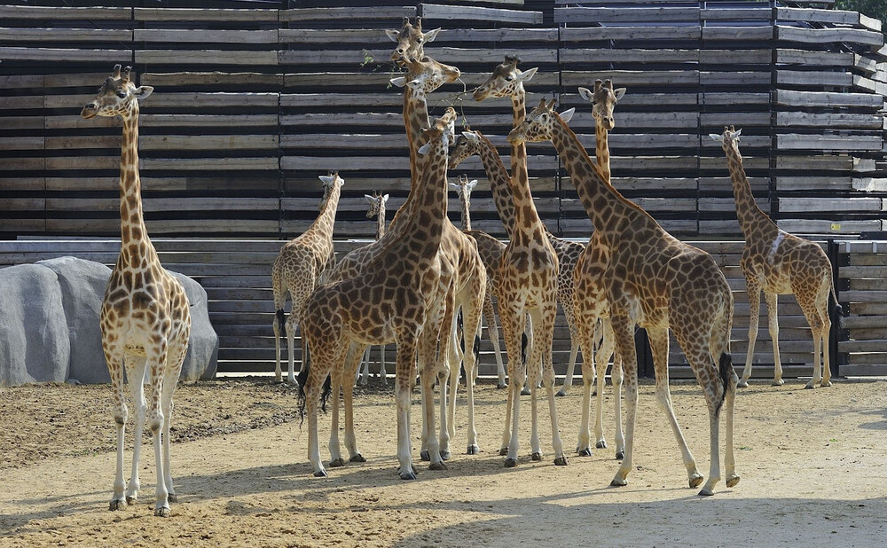 Paris Zoological Park - Image 2 of 5