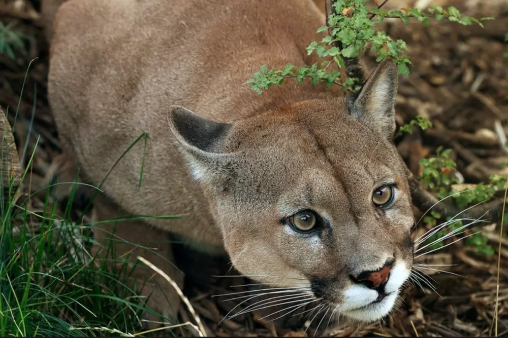 Paris Zoological Park - Image 5 of 5